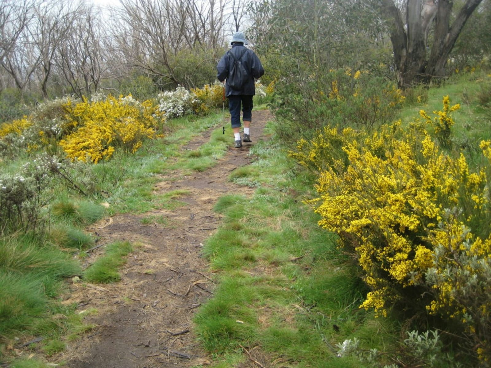 Bushwalking in Kosciuszko National Park
